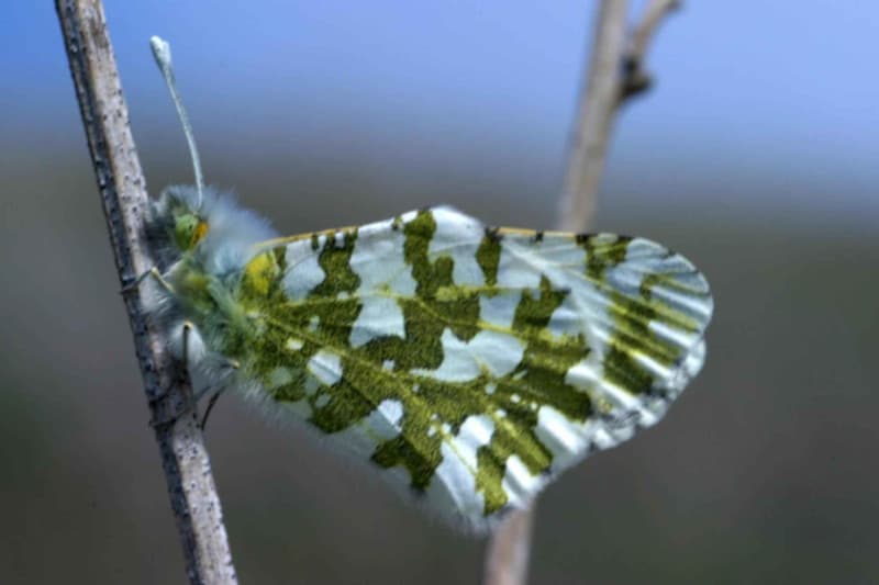 Island Marble, Euchloe ausonides insulana