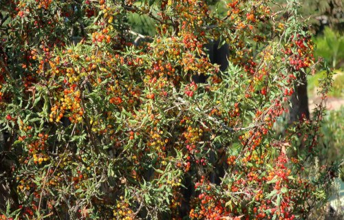 Distinctive North American Woody Shrubs