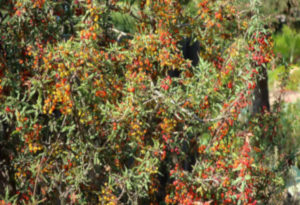 Nevin's Barberry, Mahonia nevinii