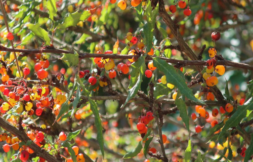 Nevin's Barberry, Mahonia nevinii