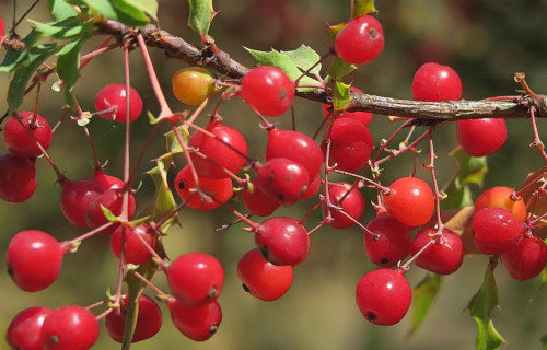 Nevin's Barberry, Mahonia nevinii