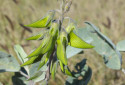 Regal Bird Flower, Crotalaria cunninghamii