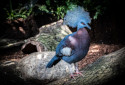 Victoria Crowned Pigeon, Goura victoria