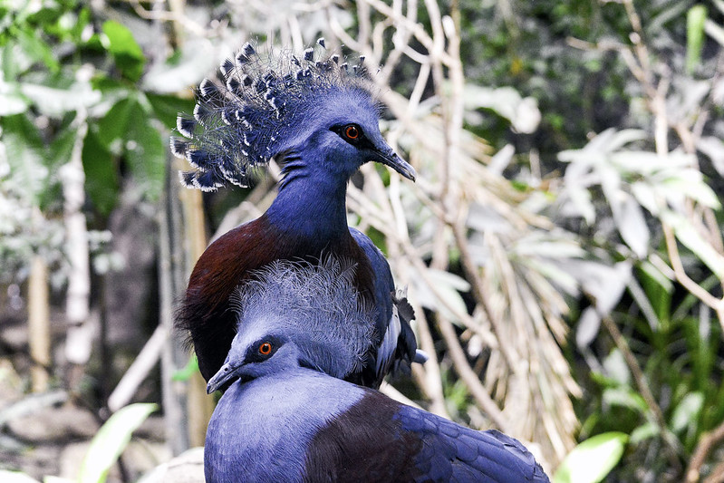 Victoria Crowned Pigeon, Goura victoria