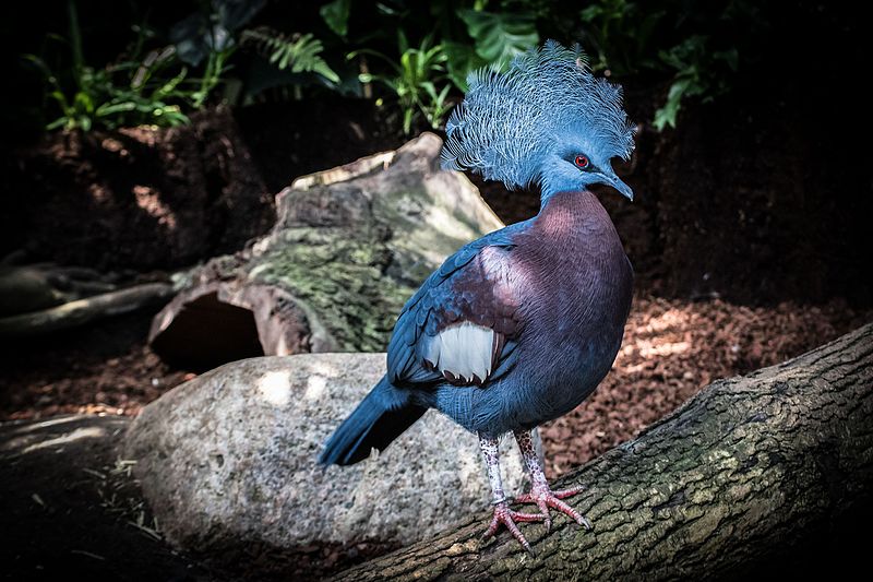 Victoria Crowned Pigeon, Goura victoria