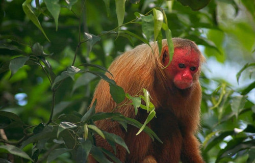 Bald Uakari, Cacajao calvus