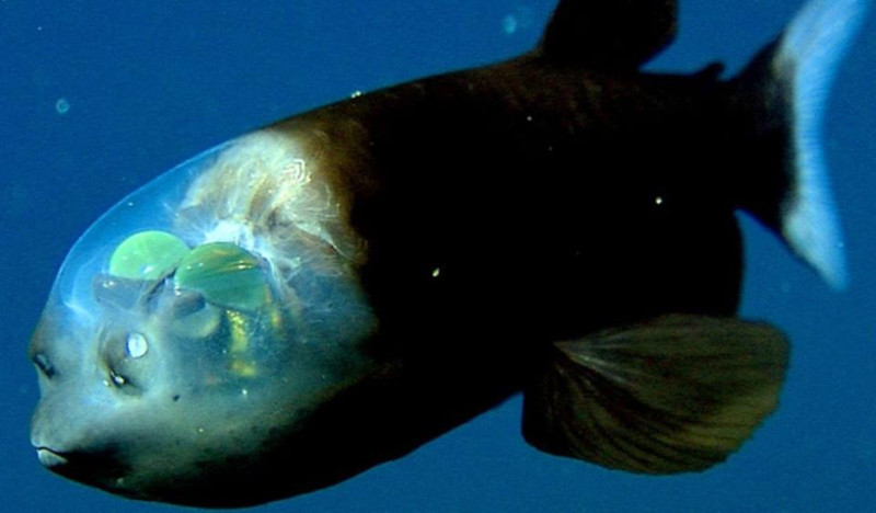 Barreleye Fish l Remarkable Head - Our Breathing Planet