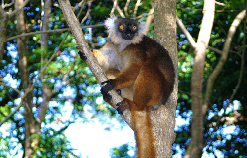 Black Lemur, Eulemur macaco