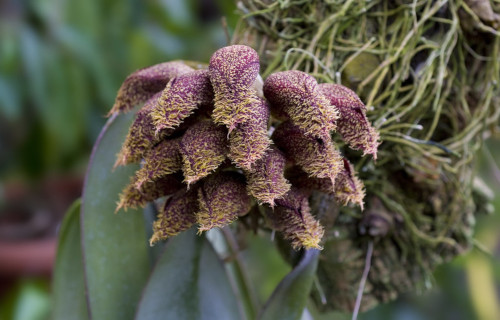 Bulbophyllum phalaenopsis