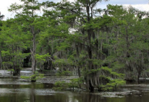 Caddo Lake