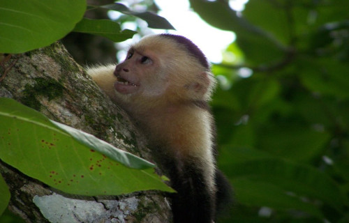 Capuchin, Cebus capucinus