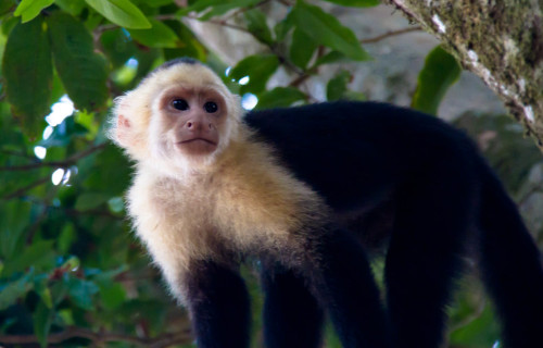 5 Marvelous Mammals of Central America