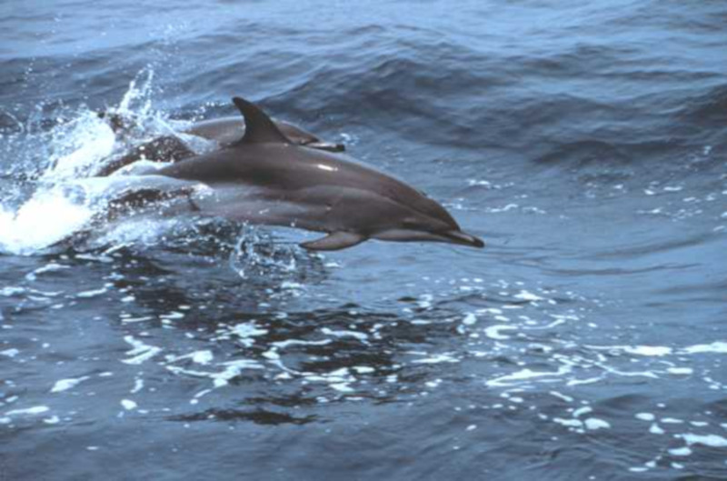 Clymene Dolphin, Stenella clymene