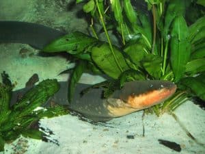 Electric Eel, Electrophorus electricus