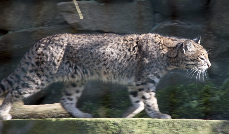 Geoffroy's Cat, Leopardus geoffroyi