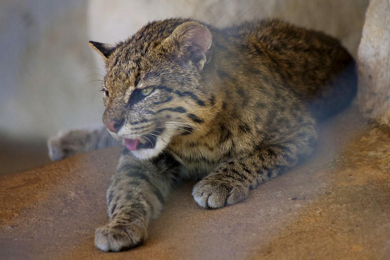 Geoffroy's Cat, Leopardus geoffroyi