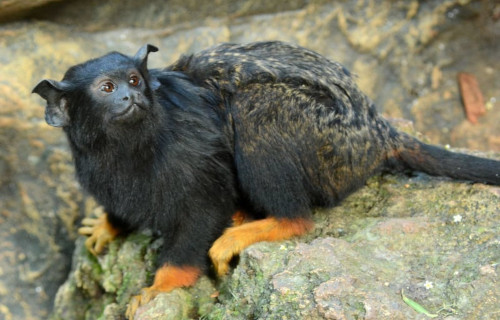 Golden-Handed Tamarin, Saguinas midas