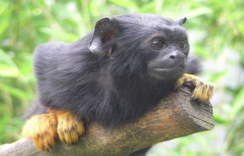 Breathtaking Primates of the World