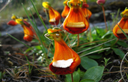 Happy Alien, Calceolaria uniflora