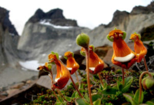 Happy Alien, Calceolaria uniflora