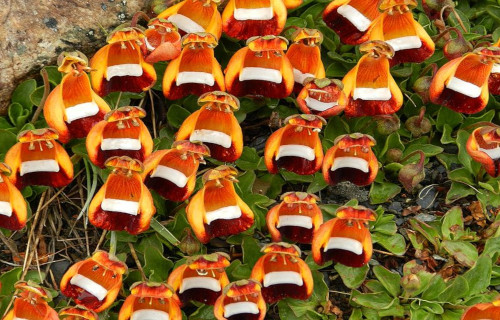 Happy Alien, Calceolaria uniflora