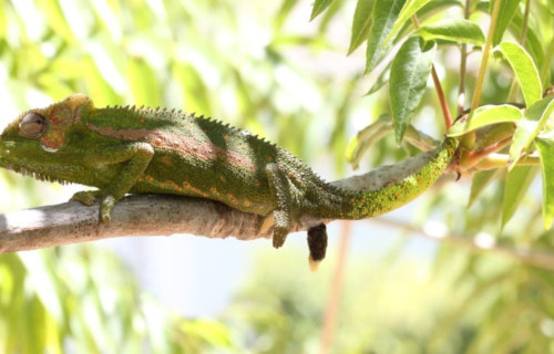 Knysna Dwarf Chameleon, Bradypodion damaranum