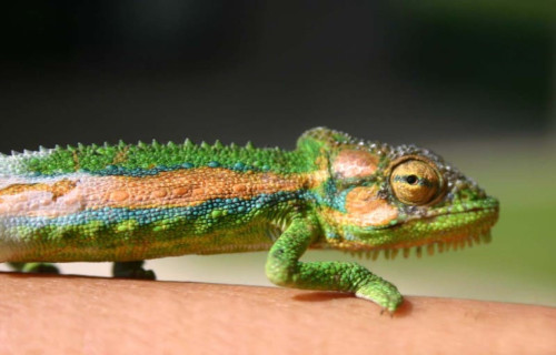 Astounding Lizards of the World