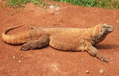 Komodo Dragon, Varanus komodoensis