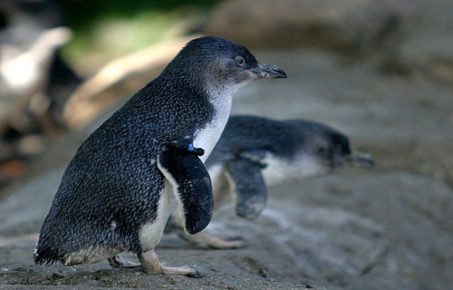 4 Bemusing New Zealand Birds