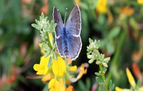 Earth's 7 Rarest Butterflies