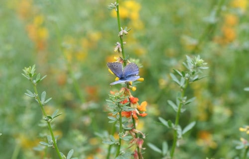 Palos Verde blue, G. l. palosverdesensis