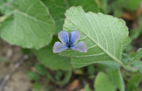 Palos Verde blue, G. l. palosverdesensis