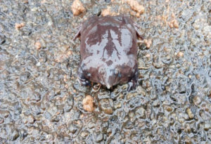 Purple Frog, Nasikabatrachus sahyadrensis