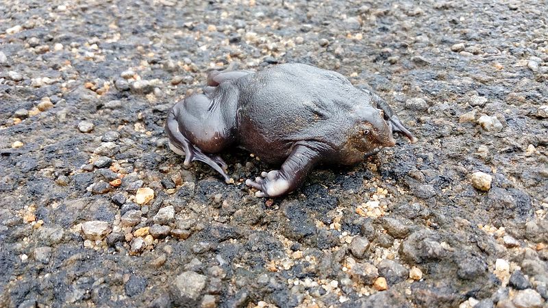 Purple Frog, Nasikabatrachus sahyadrensis