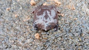 Purple Frog, Nasikabatrachus sahyadrensis