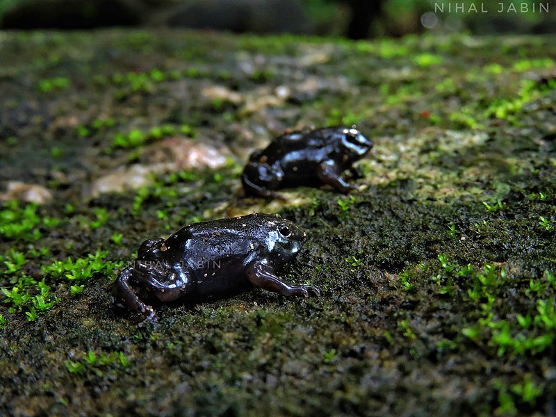 Purple Frog, Nasikabatrachus sahyadrensis