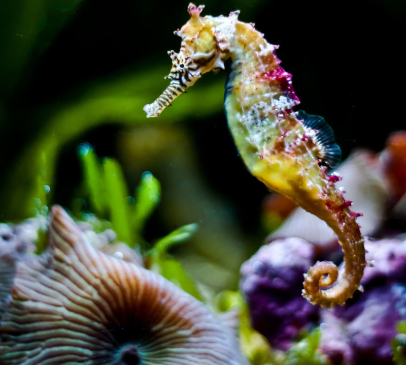 Seahorse, Hippocampus