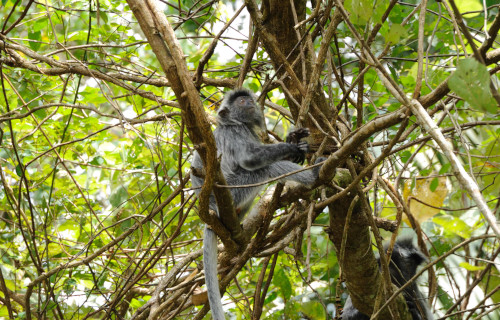 Silvery Lutung, Trachypithecus cristatus