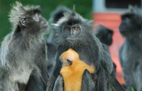 Silvery Lutung, Trachypithecus cristatus