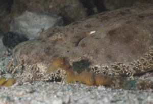 Tasselled Wobbegong, Eucrossorhinus dasypogon