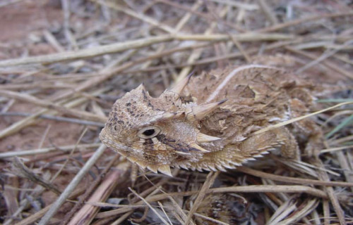 6 Extraordinary North American Lizards