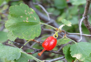 Wax Currant, Ribes cerum