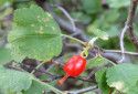 Wax Currant, Ribes cerum