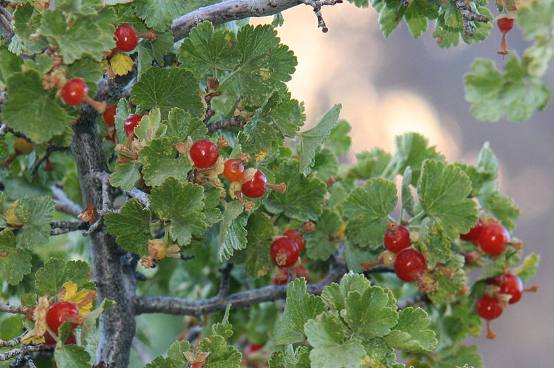 Wax Currant, Ribes cerum