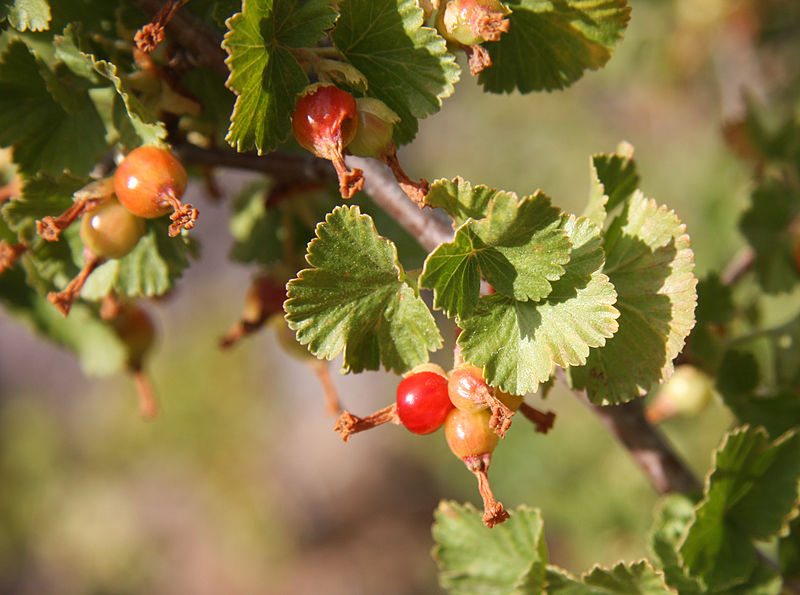 Wax Currant, Ribes cerum