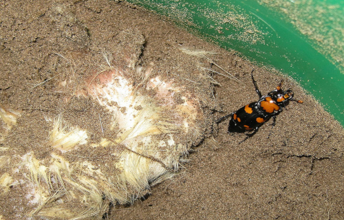 American Burying Beetle, Nicrophorus americanus