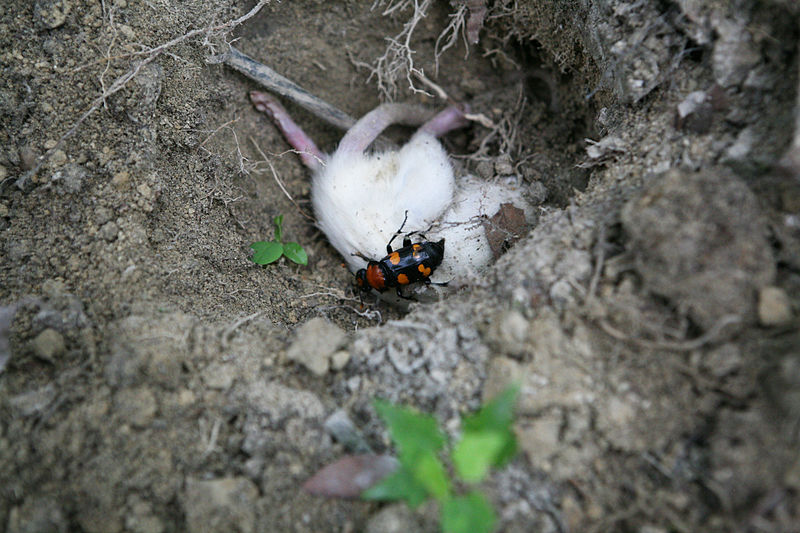 American Burying Beetle, Nicrophorus americanus
