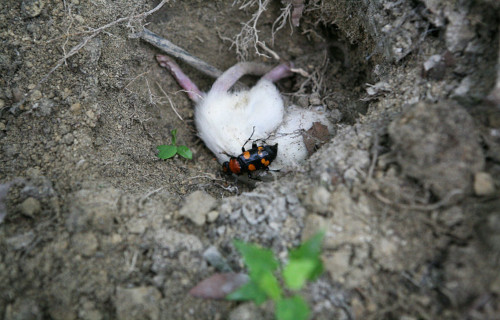 American Burying Beetle, Nicrophorus americanus