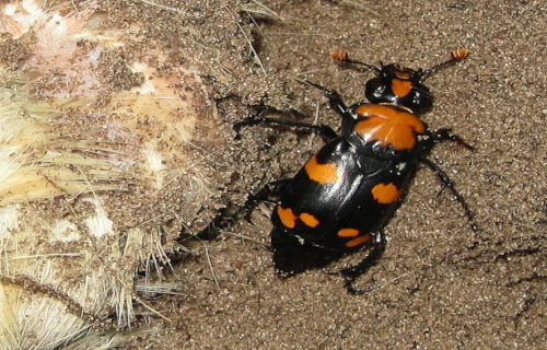 3 Rare North American Beetles