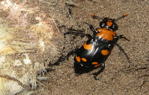 Earth's Many Astounding Beetles